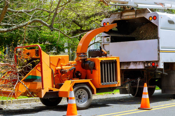 Professional Tree Removal and Landscaping Services in Dubois, PA